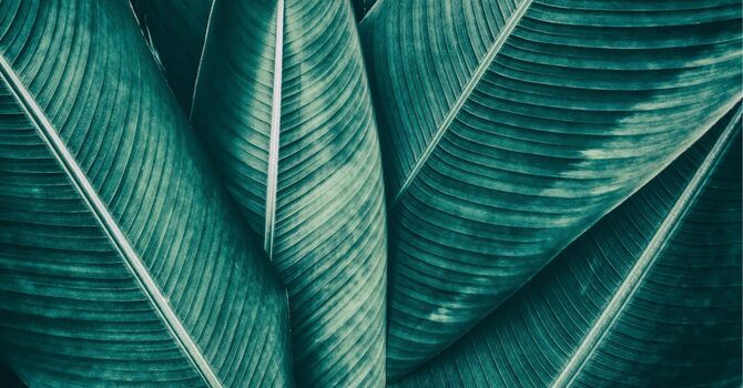 The Amora Root Reset