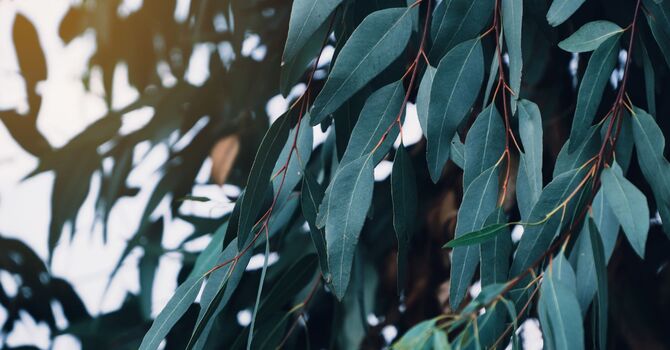 Optional Packages & Follow-Up Sessions